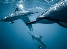 v站-赛点 | 计划再次有变！中国队挺进U23亚洲杯决赛！